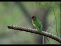 Relaxing early morning cityscape bird singing loud empty street