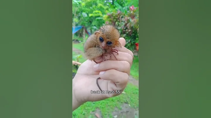 Tarsier: The Tiny Primate with Superpowers! 🐵✨