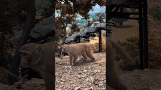 amazing Animals 😳#shorts #viralshorts #fish #fishing #amazingfish #trendingshorts #tiktok #cow