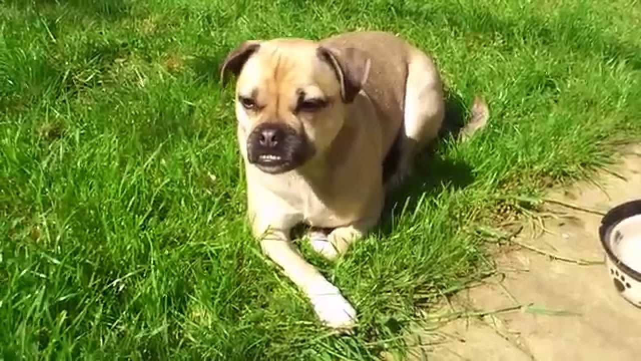 jack russell pug beagle mix