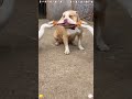 When dogs saw other animals #usa #funnyideos #dog #funnydog #dogs
