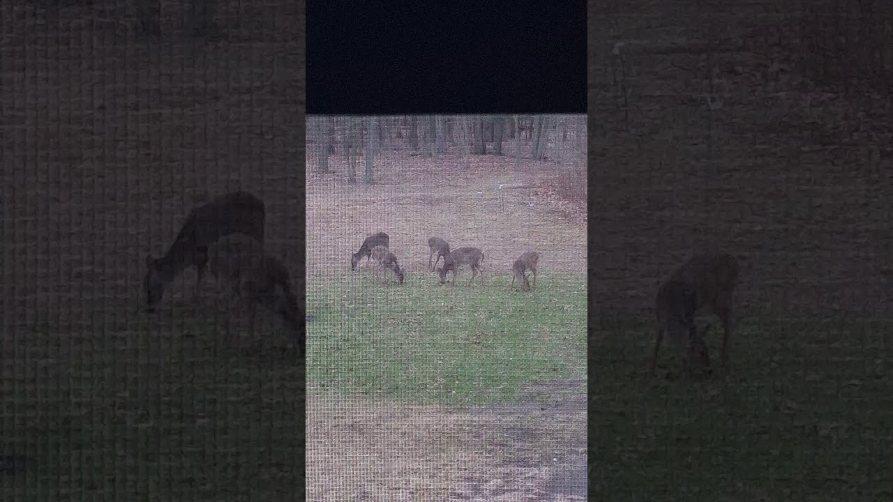 Deer in my Backyard - YouTube