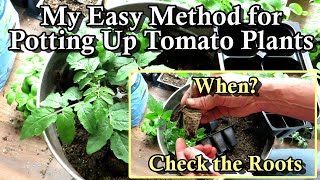 When & How to PotUp Tomato Seed Starts or Transplants: The Simple Quick Basics
