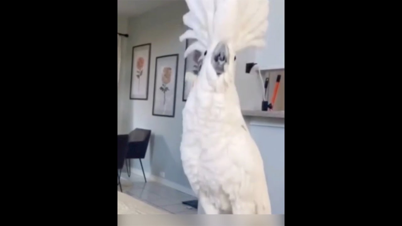 Смешные попугайчики танцуют и поют YouTube