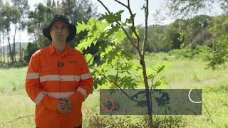 How to control Giant devil's fig using the Cut and Paint method