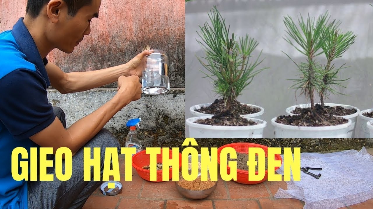 Quy trình gieo hạt thông đen Nhật Bản để đạt hiệu... - youtube