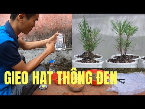 Video: Trồng cây thông từ hạt. Trồng hạt giống cây thông. Làm thế nào để trồng cây thông từ hạt giống