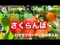 【さくらんぼ】プランターでさくらんぼ栽培 冬の剪定と植え替え #植木鉢フルーツ栽培 #果樹栽培