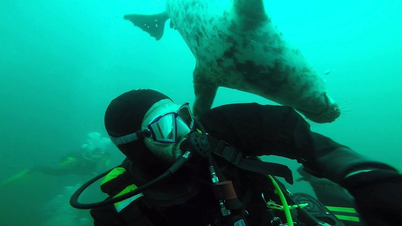 Farne Seals (Hug) YouTube