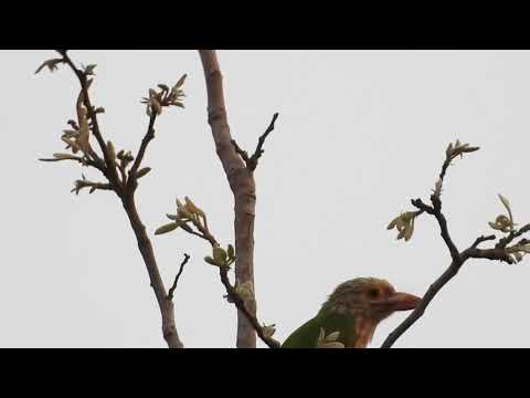 សត្វស្លាបនៅព្រៃលោក