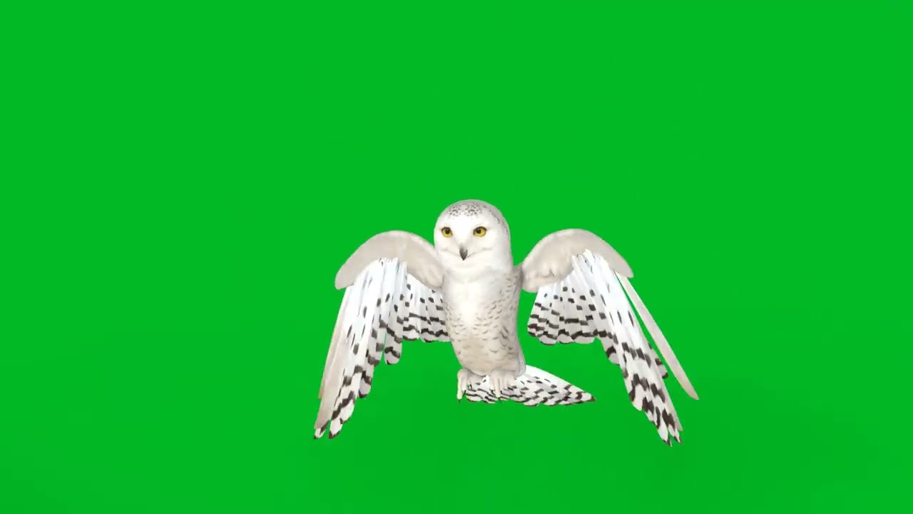 Snowy Polar Owl