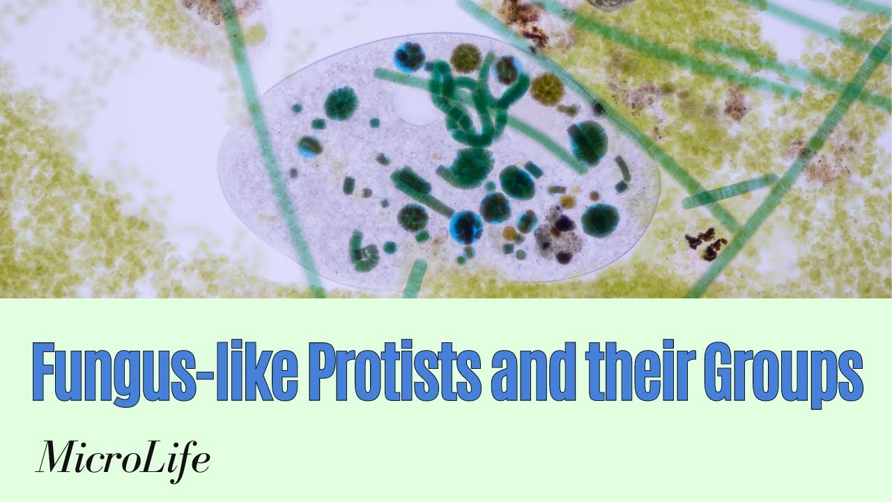 Fungus like Protists and its Groups - YouTube