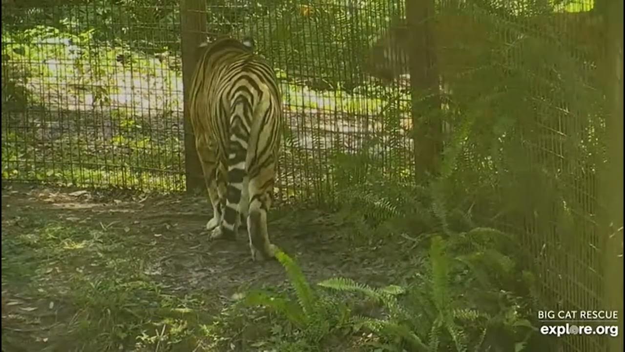 hey-dutchess-where-you-going-big-cat-rescue-in-tampa-florida