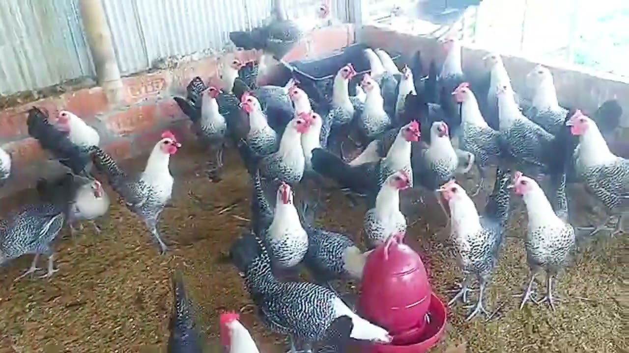 মিশরীয় ফাউমি মুরগি 📞01843-864933 বয়স 4 মাস। পিস ৩৭০/- টাকা। 