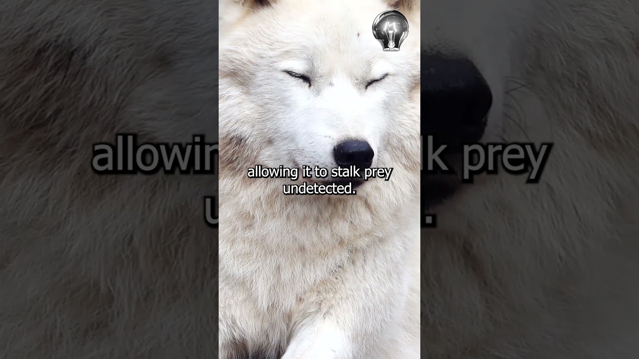 Arctic Wolf - Ruler of the Frozen Realm