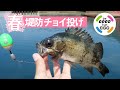 ちょい投げウキ釣りStyle！春の堤防釣り。