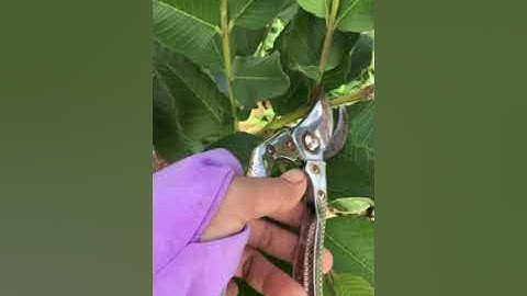 Hướng dẫn tạo tán cho ổi ruby 3 tháng tuổi.