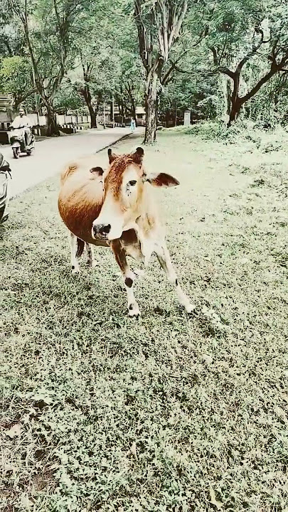 Cure Cow sneezing 🥰