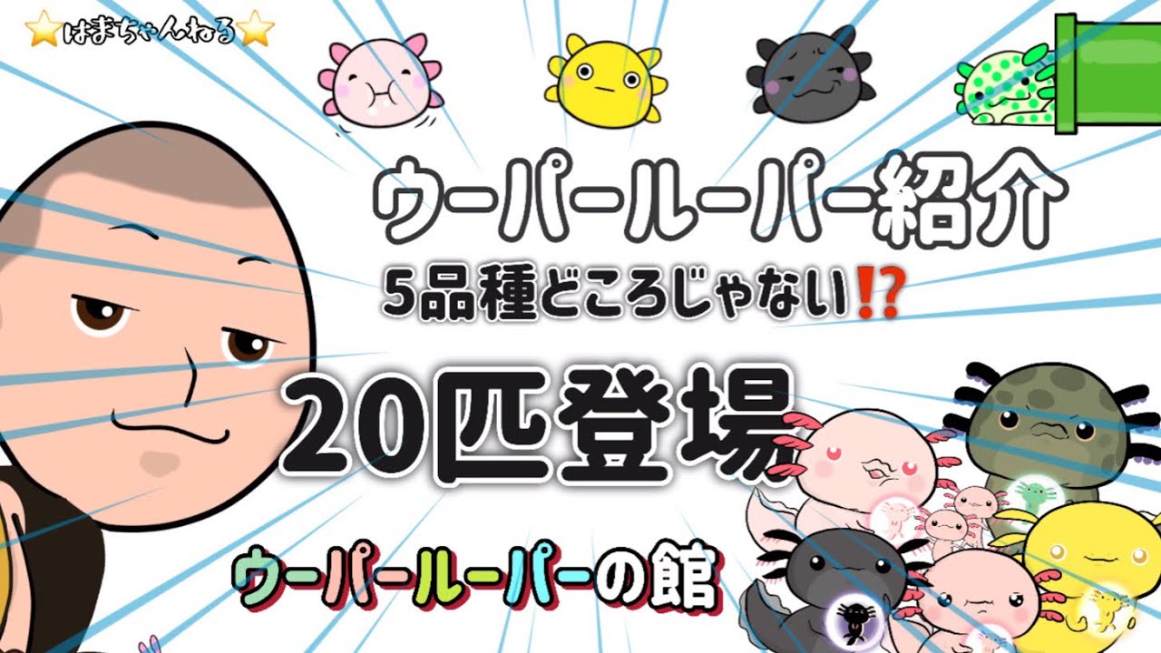 ウーパールーパー品種、レア種紹介20匹‼️【皆さんはどの子が好きです