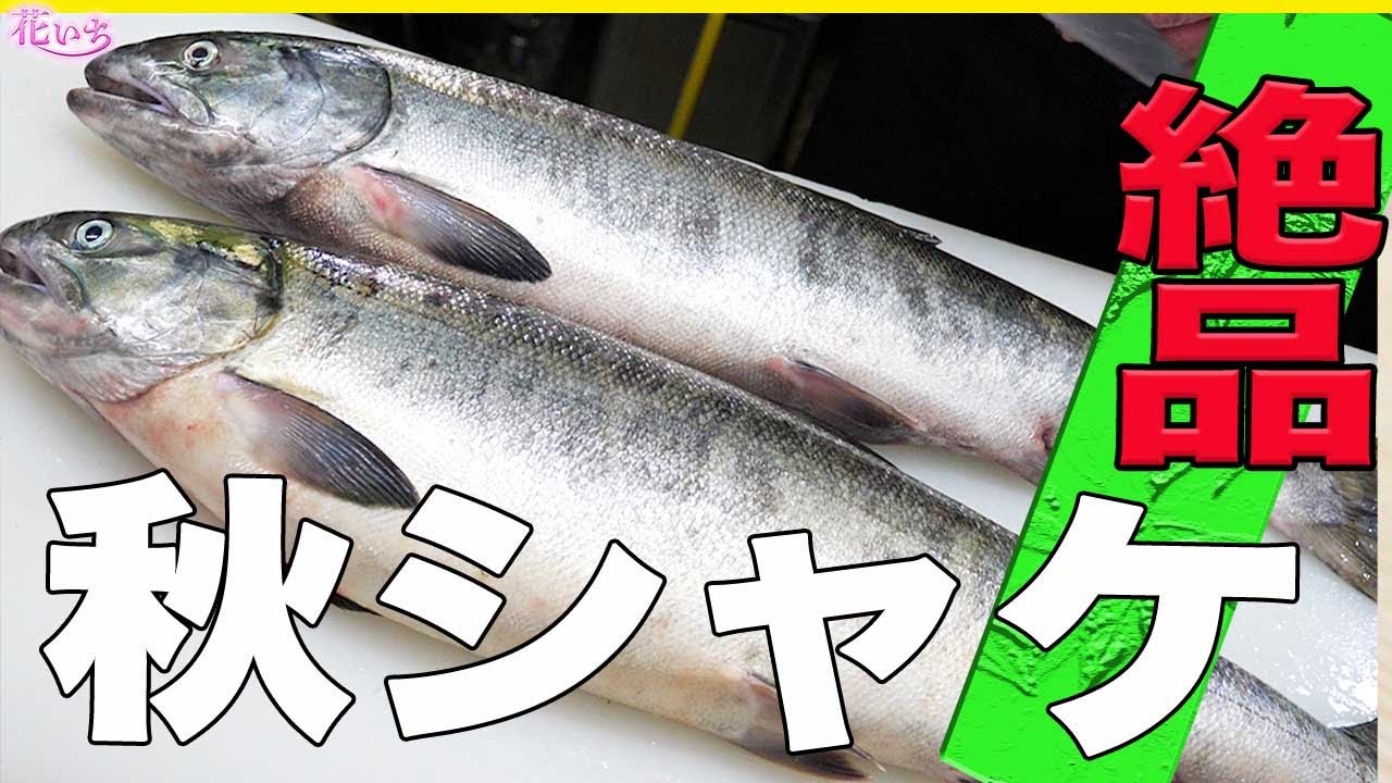 【秋シャケ】家庭用包丁で簡単捌き方！オス・メス！白子・いくらレシピ