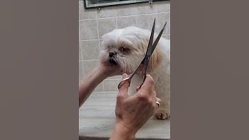 Trimming a dogs face with scissors demonstration, dog grooming without restraints, Shih-Tzu