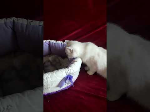 Chaton étonné par des bébés #cat #chatonmignon #kitten #chatonsmignons #cute #chaton #cutecat