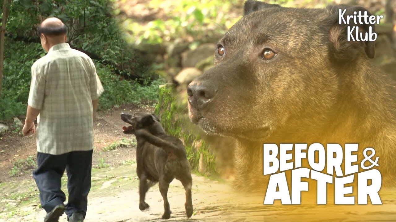 Собака, которую нельзя трогать, несмотря на то, что мы прожили вместе 5 лет (Часть 1)