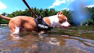 American Pitbull Playing in a river (Pitbull Terrier)