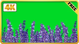 Lavender field moving green screen video loops | 4k download