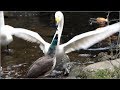 SWAN vs. PEAHEN　白鳥は強い！です＞＜； 野毛山動物園