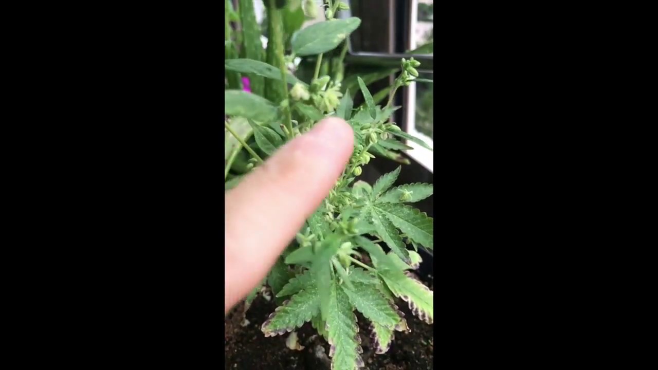 ハワイでの大麻栽培日記 その２ Potnavi