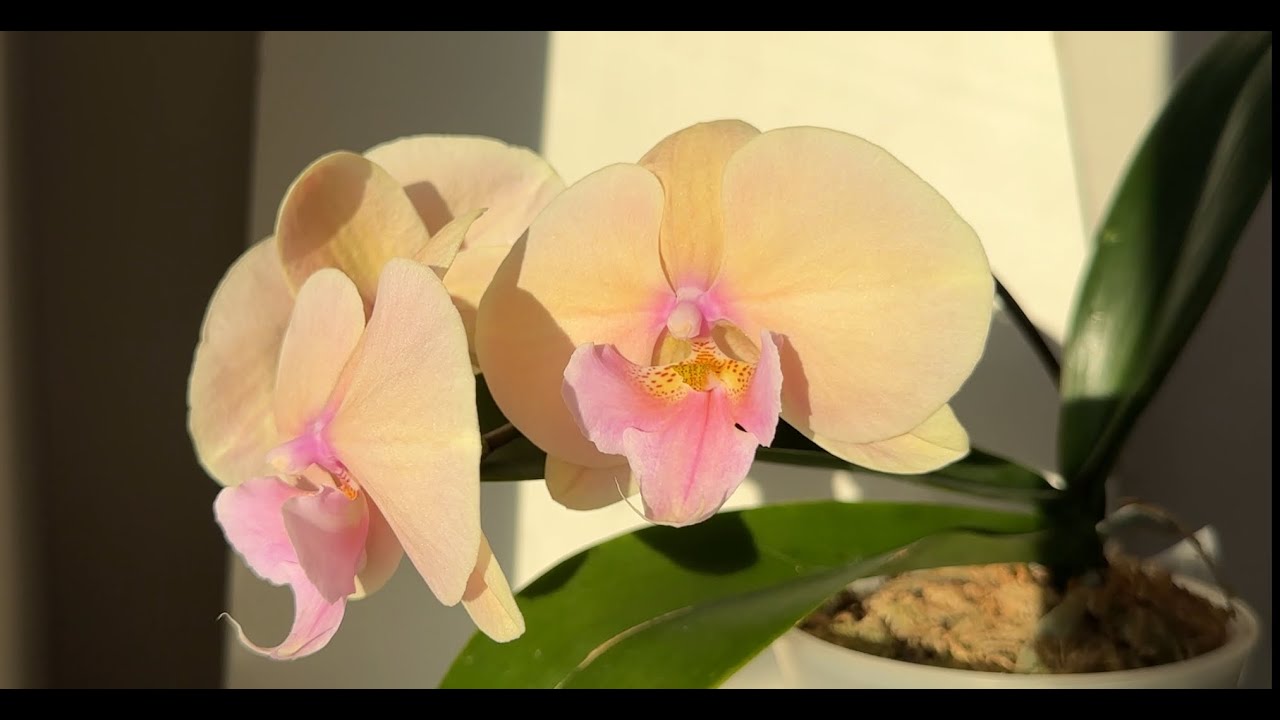 Вони вижили і заквітли! Новинка-орха, яку я не хотіла)...