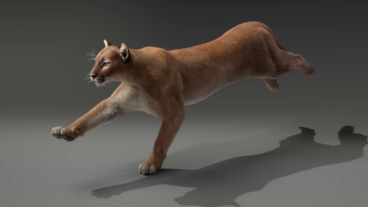 CGI 3D Animated Animal in Blender | Running Puma Showreel - YouTube