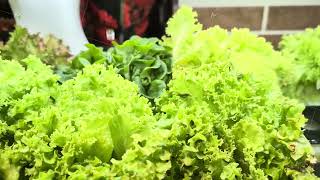 Fresh curly lettuce filling foreground with mixed leafy greens behind in soft focus, bright indoor screenshot 5