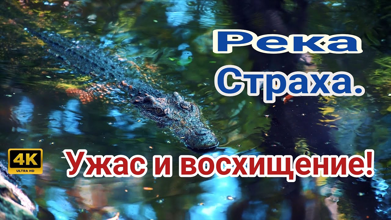 Река страха. Амазонская охота: Ужас и восхищение! 🐾🌊 #амазонка