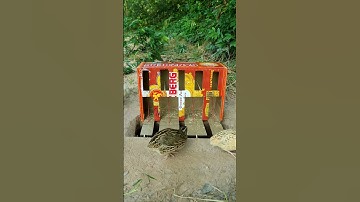 Amazing Underground Quail Trap #shorts #create #traps