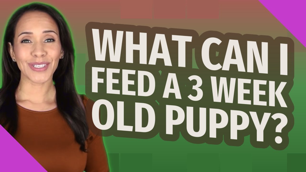 What Can I Feed A 3 Week Old Puppy?