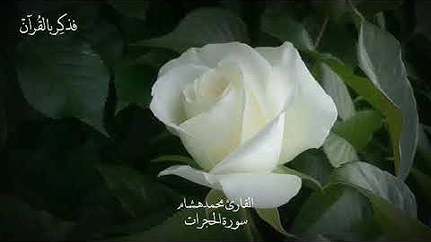 تلاوة هادئة 🌸🌿من سورة الحجرات للقارئ محمد هشام 🌸🌿