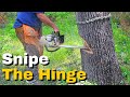 How to cut down a dangerous leaning tree