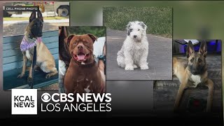 10 dogs die while in the care of Orange County animal trainer