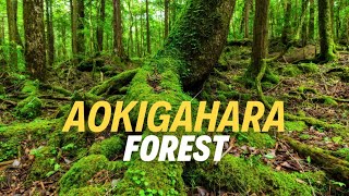 Aokigahara Forest The Suicide Forest Japans Premier Suicide Spot