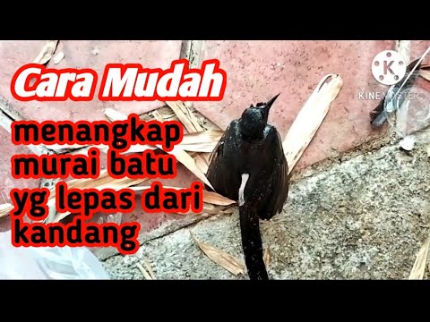 An easy way to catch a rock magpie that has escaped from a cage