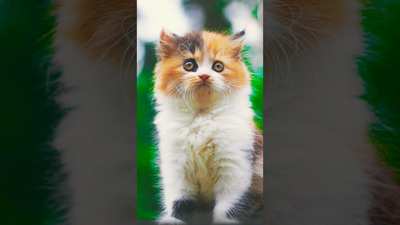 The Irresistible Pull of Feline Companionship.🥰🐱 