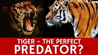 Why are Tigers Almost Perfect Predators? Quick Facts to Remember by Animal facts by Datacube 2,444 views 6 years ago 1 minute, 41 seconds