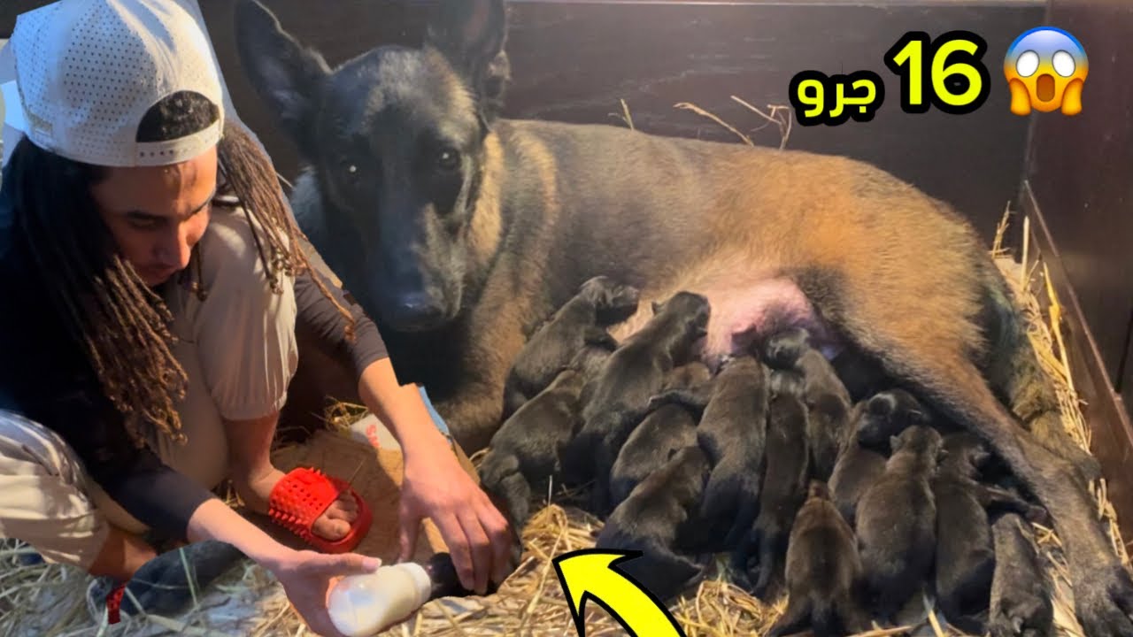 ولاده كلبه 16 جرو 😱 || شوفو عملنا اي 🔥مزرعه محمود موزه