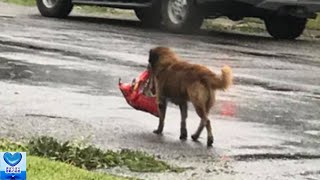 ハリケーン被害にあった町でドッグフードの袋を運ぶ一匹の犬【感動】