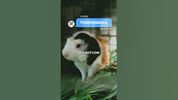 В Швейцарии запрещено иметь только одну морскую свинку #shorts