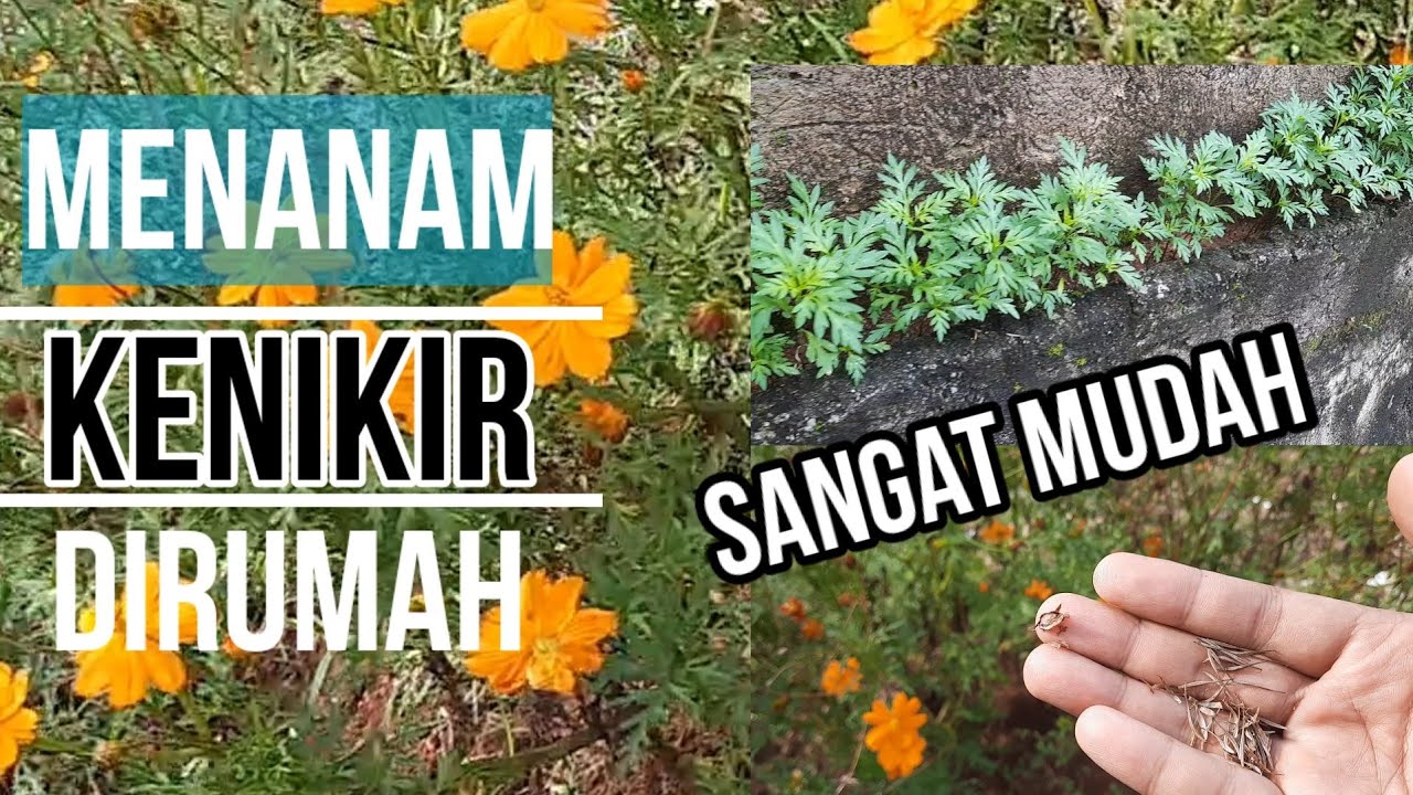 Cara budidaya tanaman kenikir | penyemaian benih kenikir - YouTube