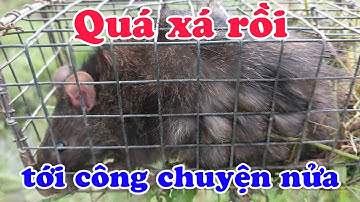 Bẫy chuột #77, Bẫy chuột công nhum #Lâm Hậu Giang Vlog
