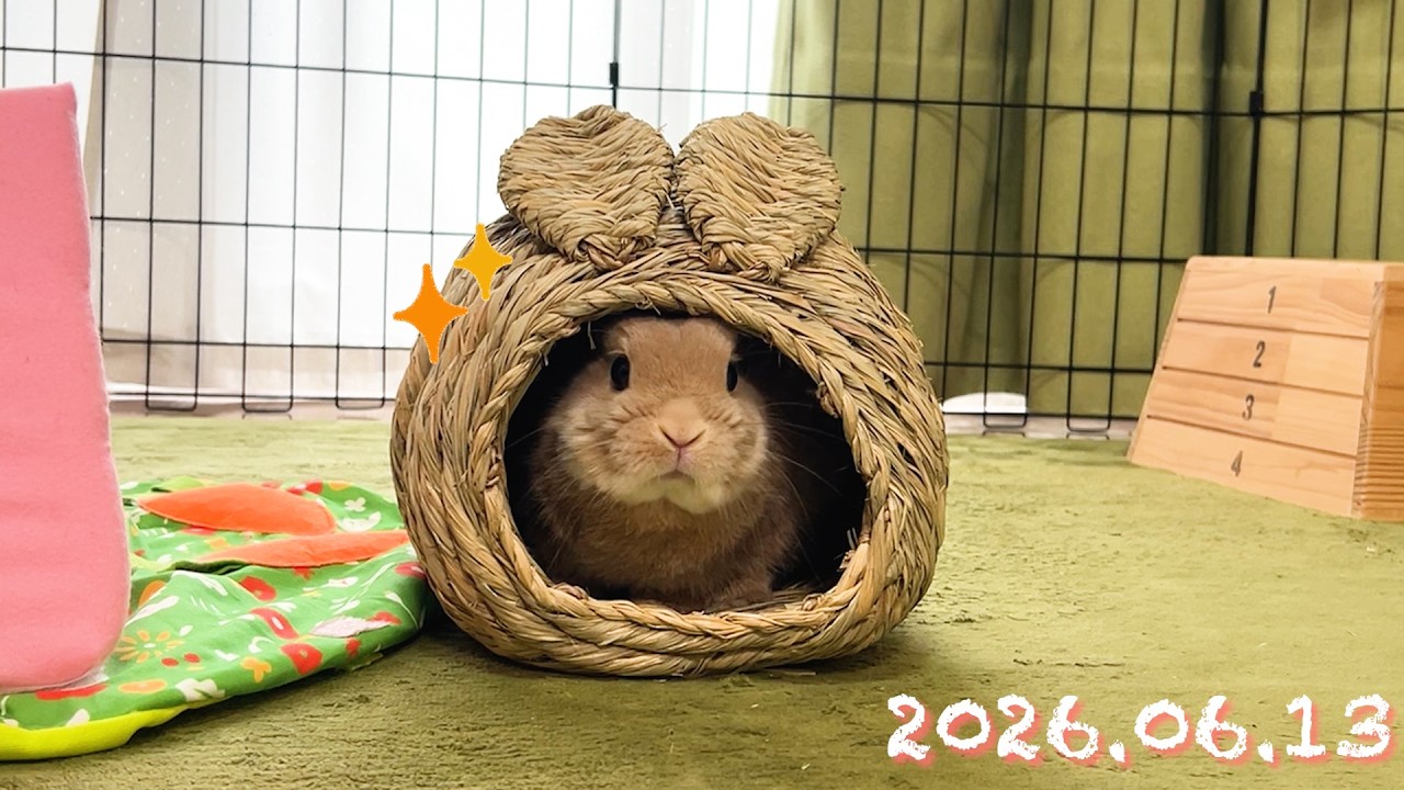 か、可愛すぎる!!! 本当に見てほしい!!!🥹】毎日40秒ひなちゃん